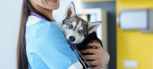 A female veterinarian is holding a cute husky puppy, close-up. Examination of a dog in a vet...