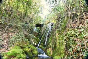 The image shows a lush forest scene with a small waterfall cascading over moss-covered rocks. Surrounded by dense vegetation, the tranquil setting features trees, shrubs, and vibrant greenery.