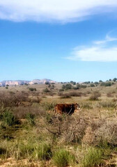 Cow in the Desert