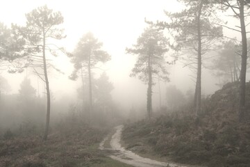 The image shows a foggy forest scene with prominent trees and a path winding through the middle. The dense fog creates a mysterious and serene atmosphere.