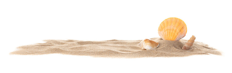 Different seashells sticking out of the sand are isolated on a white background.