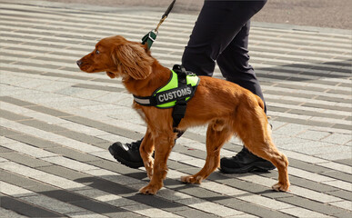 A golden coloured working cocker spaniel being used as a customs dog