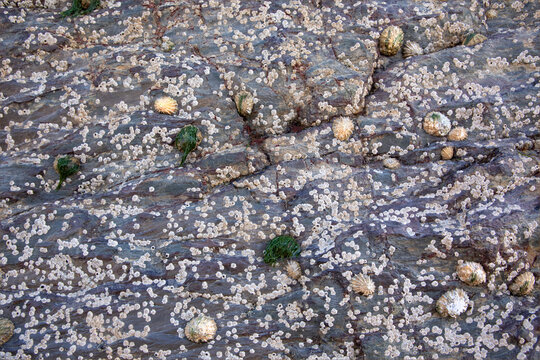 Background of limpets and cocle shells attached to the rocks on a beach
