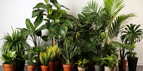 Fototapeta premium plants