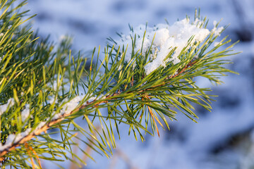 Snowy pine tree branch with long green needles