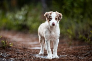 Adorable puppy on a forest path