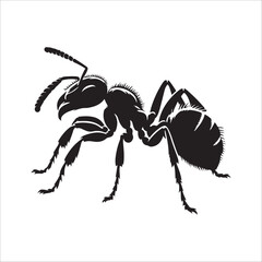 the best  ant vector  silhouette