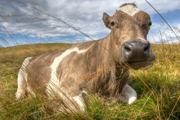 Close-up portrait of a calf sitting in long grass in a mountain meadow