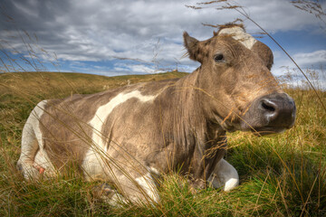 Close-up portrait of a calf sitting in long grass in a mountain meadow