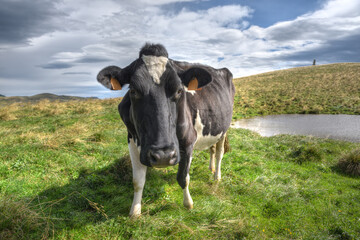 Friesian cow stands near a pool in a mountain meadow.