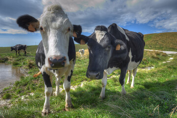 Pair of Friesian cows in the Lessinia region of northern Italy.