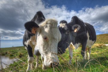 Pair of Friesian cows in the Lessinia region of northern Italy.