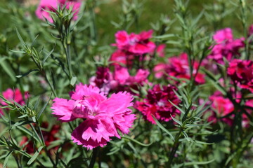pink flower