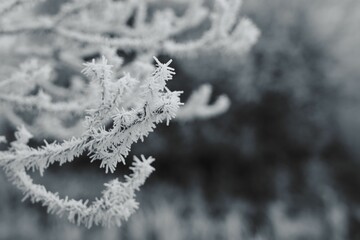 Winteridyll, Details von Frost, Frost und Nebel auf der Wiese. Landschaftsaufnahme mit Details von Gras, Blättern, Bäumen und Motiven an einem Wintermorgen. Ideal für Präsentationen und Zeitungen
