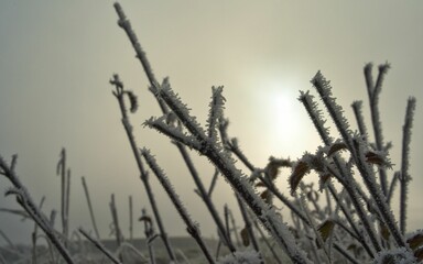Obraz premium Winteridyll, Details von Frost, Frost und Nebel auf der Wiese. Landschaftsaufnahme mit Details von Gras, Blättern, Bäumen und Motiven an einem Wintermorgen. Ideal für Präsentationen und Zeitungen