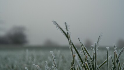 Obraz premium Winteridyll, Details von Frost, Frost und Nebel auf der Wiese. Landschaftsaufnahme mit Details von Gras, Blättern, Bäumen und Motiven an einem Wintermorgen. Ideal für Präsentationen und Zeitungen