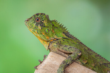 Obraz premium Gonocephalus chamaeleontinus, the chameleon forest dragon or chameleon anglehead lizard, is a species of agamid lizard from Indonesia and Malaysia