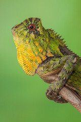 Gonocephalus chamaeleontinus, the chameleon forest dragon or chameleon anglehead lizard, is a species of agamid lizard from Indonesia and Malaysia