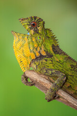 Gonocephalus chamaeleontinus, the chameleon forest dragon or chameleon anglehead lizard, is a species of agamid lizard from Indonesia and Malaysia