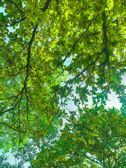 Fototapeta premium green leaves in the forest