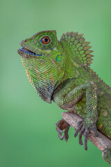 Fototapeta premium Gonocephalus chamaeleontinus, the chameleon forest dragon or chameleon anglehead lizard, is a species of agamid lizard from Indonesia and Malaysia
