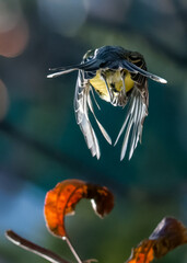 Una cinciallegra (Parus major) in volo con le ali abbassate, ripresa controluce da dietro.
