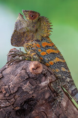 Gonocephalus chamaeleontinus, the chameleon forest dragon or chameleon anglehead lizard, is a species of agamid lizard from Indonesia and Malaysia