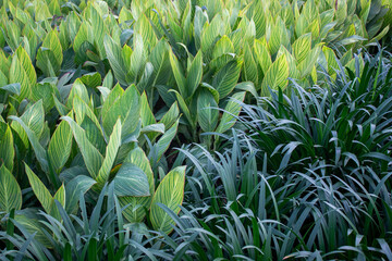 Obraz premium Close up of a Canna generalis striatus plant growing in a city garden.
