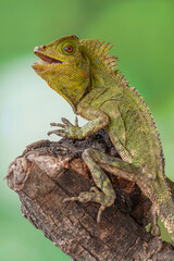 Gonocephalus chamaeleontinus, the chameleon forest dragon or chameleon anglehead lizard, is a species of agamid lizard from Indonesia and Malaysia