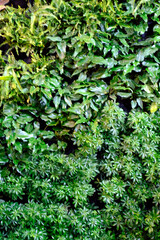 Closeup Nature view of Green, Red Leaf background, Flat lay, dark nature concept, tropical leaf, Leaf texture background, Selective Focus.