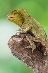 Gonocephalus chamaeleontinus, the chameleon forest dragon or chameleon anglehead lizard, is a species of agamid lizard from Indonesia and Malaysia