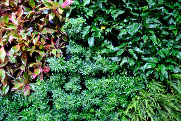 Closeup Nature view of Green, Red Leaf background, Flat lay, dark nature concept, tropical leaf, Leaf texture background, Selective Focus.