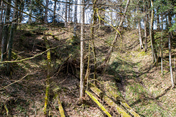 Obraz premium tree in the woods