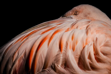 Chilean Flamingo at Folly Farm Zoo. Extreme close-up and portrait of this distinctive pink feathered bird against a black background. A near threatened species as their population is declining.