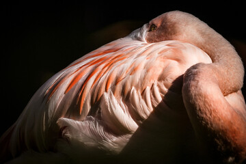 Chilean Flamingo at Folly Farm Zoo. Extreme close-up and portrait of this distinctive pink feathered bird against a black background. A near threatened species as their population is declining.