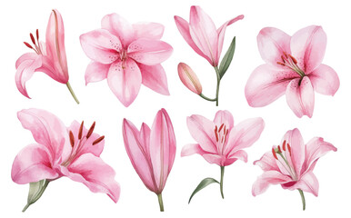 Watercolor Set of Pink Lily Flowers in Various Blooming Stages with Green Leaves