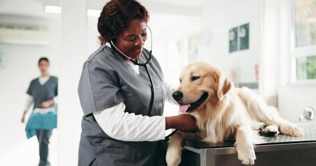 Woman, veterinarian and dog with stethoscope for health assessment with care, services and wellness in clinic. Person, doctor and golden retriever with breathing test, lungs and heart at pet hospital