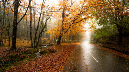Obraz premium The Path of Mata da Albergaria in Geres National Park during Autumn Season, Portugal.