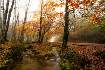 Obraz premium The Path of Mata da Albergaria in Geres National Park during Autumn Season, Portugal.