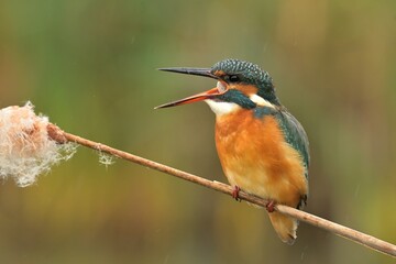 Fototapeta premium Common kingfisher Alcedo atthis bird songbird wildlife nature predator cock o the north, beautiful animal mountain finch, animal, bird watching ornithology, flower bud fauna wildlife Europe