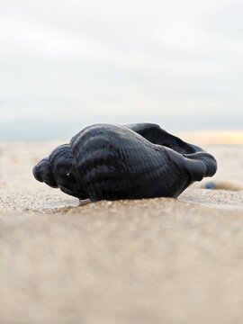 Wellhornschnecke am Strand bei Bjerregard