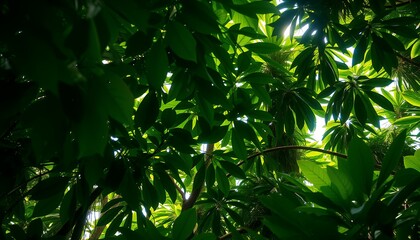 Lush Green Canopy: A View from Beneath the Tropical Rainforest