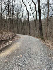 Obraz premium road in the woods