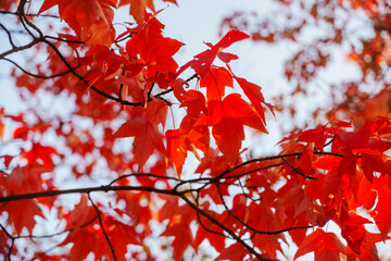 red maple leaves on a tree in autumn