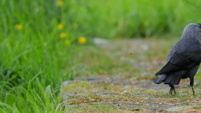  jackdaw searches for food in the grass; high quality sound