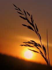 spike of grass against the background of the setting sun, yellow-hot background