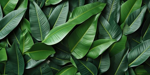 close up of leaves