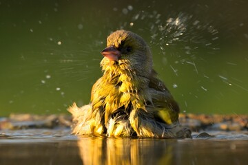European greenfinch Chloris chloris bird songbird wildlife nature predator cock o the north,...