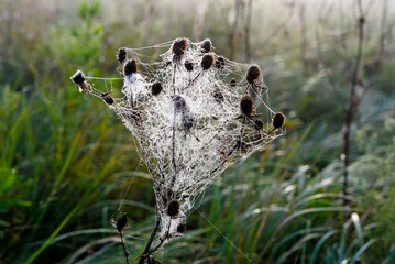 Cobwebs in the dew in the morning in the field. The spider's web.