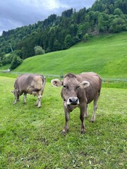 Fototapeta premium cows in the field